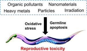 A review of the reproductive toxicity of environmental contaminants in Caenorhabditis elegans