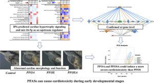 Cardiotoxicity of PFOA, PFOS, and PFOSA in Early Life Stage Zebrafish: Molecular Changes to Behavioral-level Response