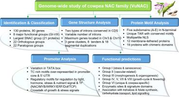 Genome-wide analysis of cowpea NAC transcription factor family elucidating the genetic & molecular relationships that interface stress and growth regulatory signals