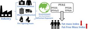 Exposure to per- and polyfluoroalkyl substances and body composition in US adolescents aged 12-18 years: an analysis of data from the National Health and Nutrition Examination Surveys 2011-2018