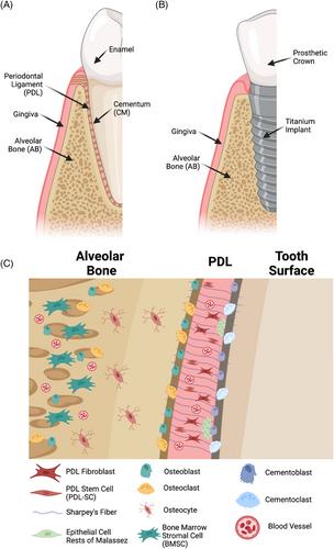 Novel approaches for periodontal tissue engineering