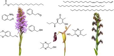 The volatile chemistry of orchid pollination