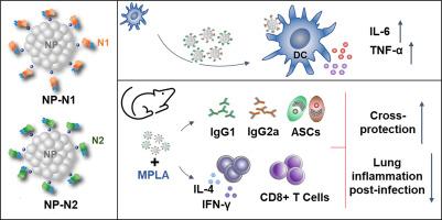 Monophosphoryl lipid A-adjuvanted nucleoprotein-neuraminidase nanoparticles improve immune protection against divergent influenza viruses