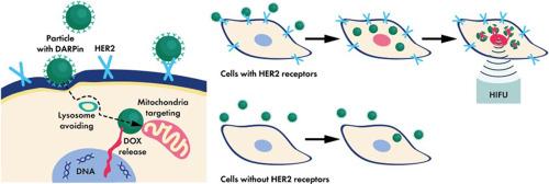 Polymer/magnetite carriers functionalized by HER2-DARPin: Avoiding lysosomes during internalization and controlled toxicity of doxorubicin by focused ultrasound induced release