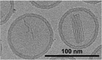 Folded, undulating, and fibrous doxorubicin sulfate crystals in liposomes