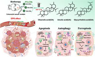 Mitochondria-targeted pentacyclic triterpenoid carbon dots for selective cancer cell destruction via inducing autophagy, apoptosis, as well as ferroptosis