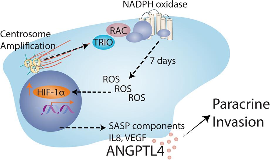 The variant senescence-associated secretory phenotype induced by centrosome amplification constitutes a pathway that activates hypoxia-inducible factor-1α