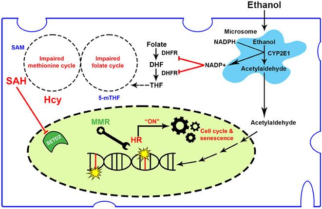 Chronic alcohol metabolism results in DNA repair infidelity and cell cycle-induced senescence in neurons