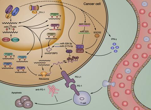 The regulation of N6-methyladenosine modification in PD-L1-induced anti-tumor immunity