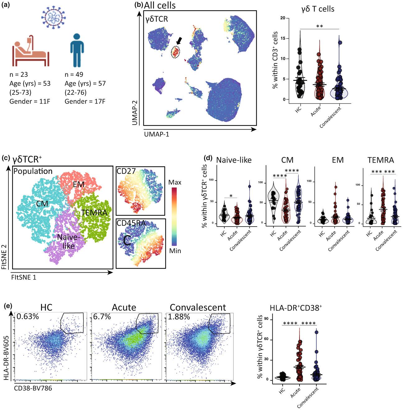 Circulating effector γδ T cell populations are associated with acute coronavirus disease 19 in unvaccinated individuals