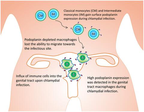 Influx of podoplanin-expressing inflammatory macrophages into the genital tract following Chlamydia infection