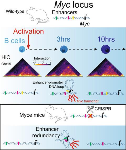 Survey of activation-induced genome architecture reveals a novel enhancer of Myc