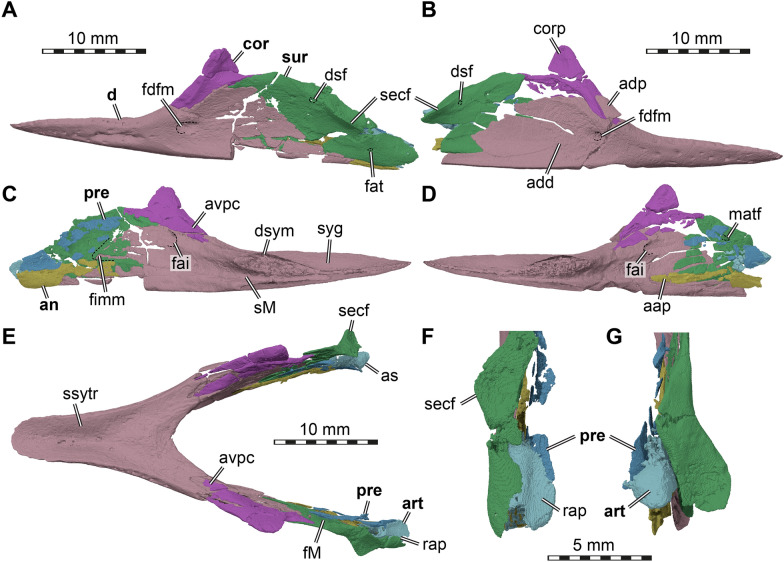 Cranial and mandibular anatomy of <i>Plastomenus thomasii</i> and a new time-tree of trionychid evolution.