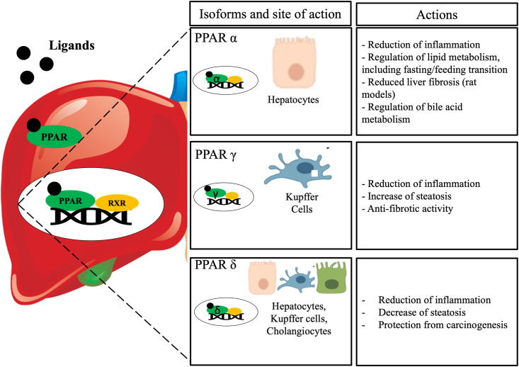 PPAR agonists for the treatment of primary biliary cholangitis: Old and new tales