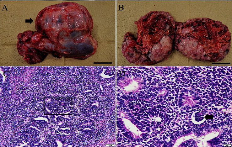 Mosaic <i>TP53</i> Mutation on Tumour Development in Pigs: A Case Study.