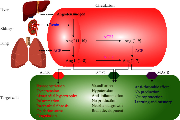 Brain Renin-Angiotensin System: From Physiology to Pathology in Neuronal Complications Induced by SARS-CoV-2.