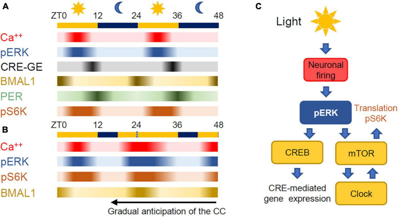 Control of circadian rhythm on cortical excitability and synaptic plasticity.