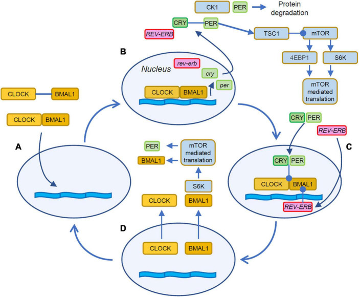 Control of circadian rhythm on cortical excitability and synaptic plasticity.