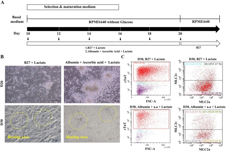 Effective derivation of ventricular cardiomyocytes from hPSCs using ascorbic acid-containing maturation medium.