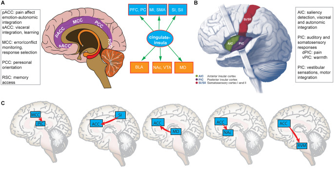 Hierarchical predictive coding in distributed pain circuits.