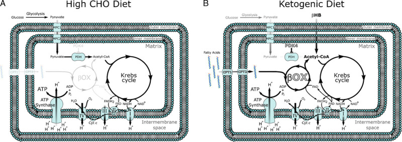 Ketogenic Diets and Mitochondrial Function: Benefits for Aging But Not for Athletes.