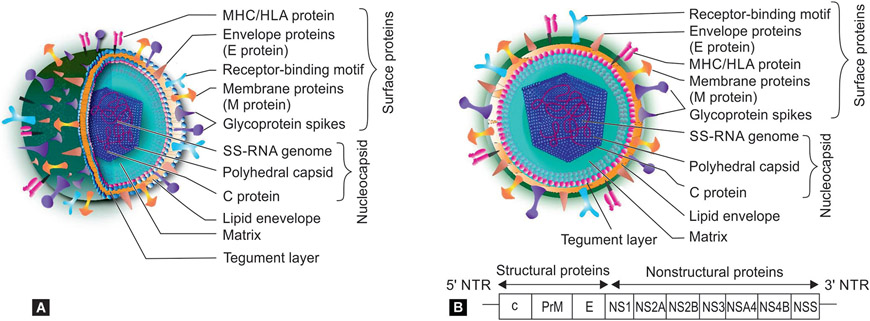 Neurological Manifestations of Perinatal Dengue.