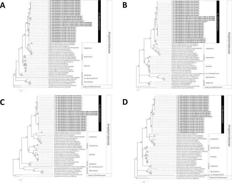 Diversity and phylogeny of the tick-borne bacterial genus Candidatus Allocryptoplasma (Anaplasmataceae).