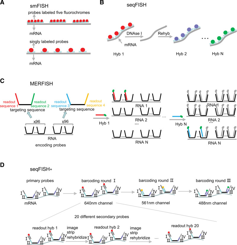 Spatially resolved transcriptomics: advances and applications.