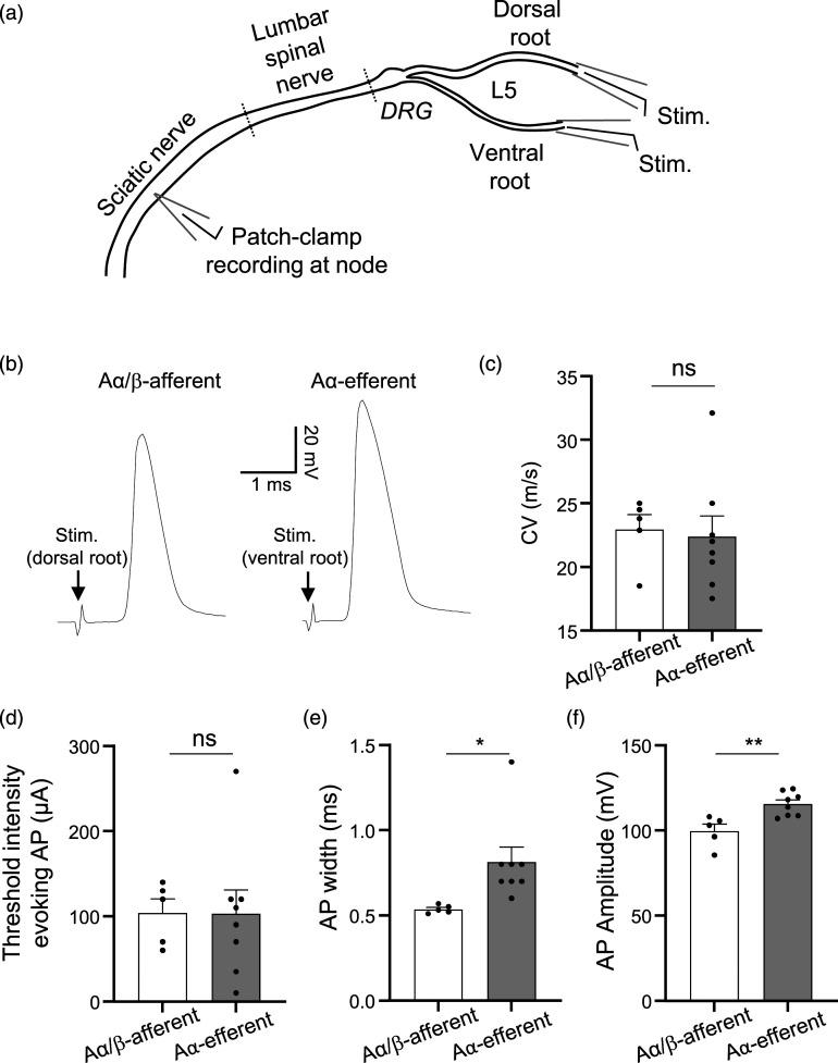 Saltatory conduction and intrinsic electrophysiological properties at the nodes of ranvier of Aα/β-afferent fibers and Aα-efferent fibers in rat sciatic nerves.