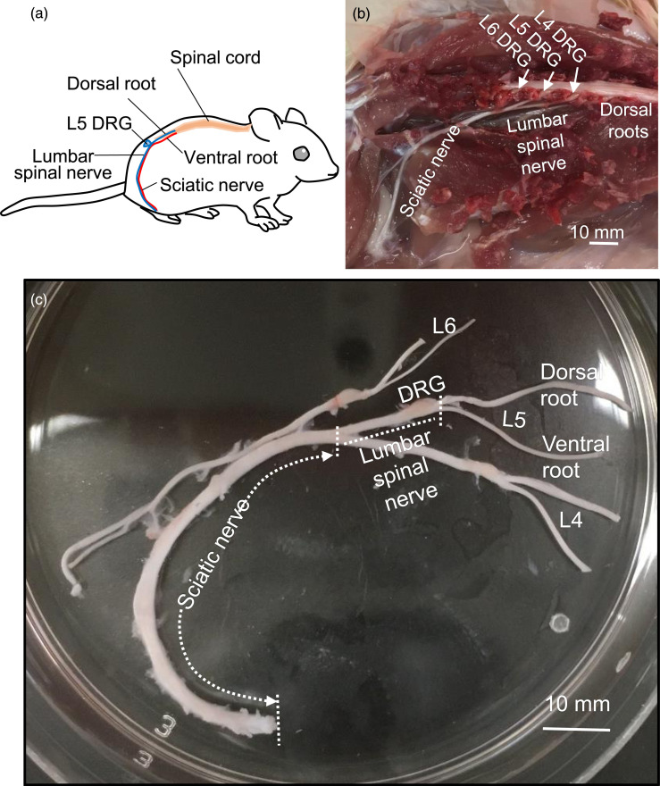 Saltatory conduction and intrinsic electrophysiological properties at the nodes of ranvier of Aα/β-afferent fibers and Aα-efferent fibers in rat sciatic nerves.