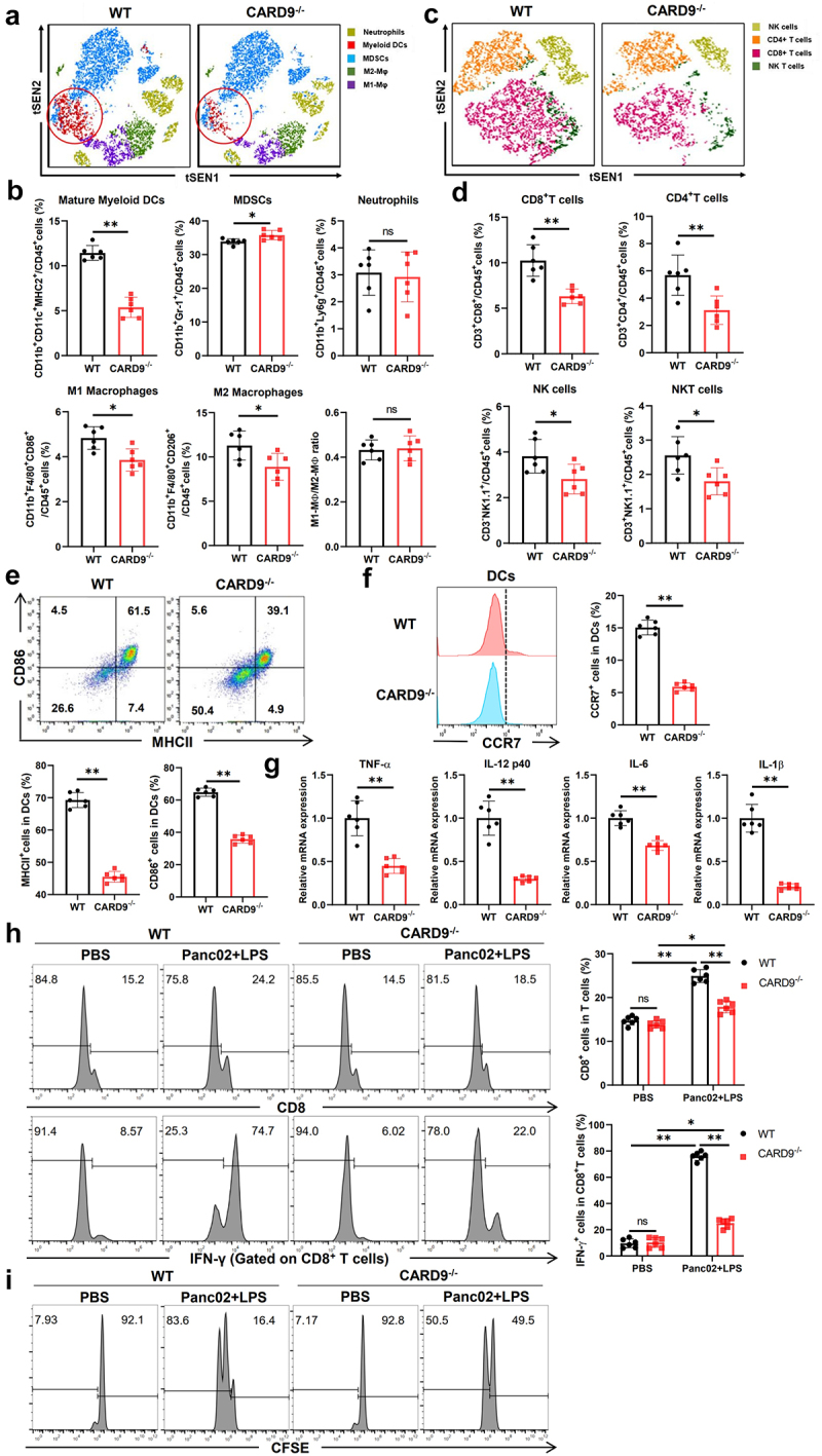 CARD9 deficiency promotes pancreatic cancer growth by blocking dendritic cell maturation via SLC6A8-mediated creatine transport.