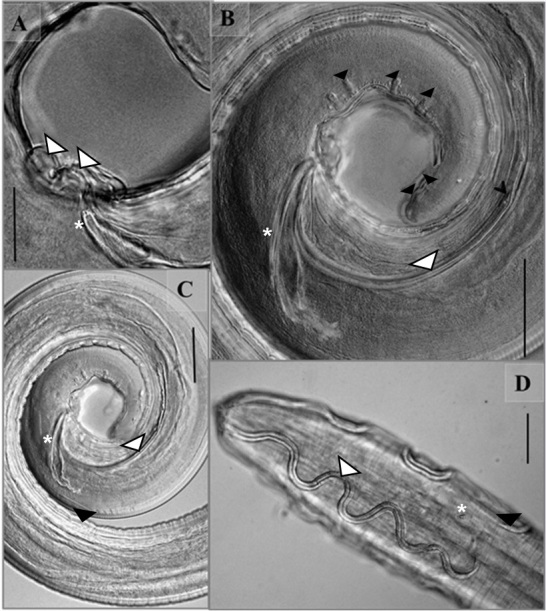 New reports of parasitism by Synhimantus (Dispharynx) nasuta (Rudolphi, 1819) (Nematoda: Acuariidae) in wild birds in Brazil.