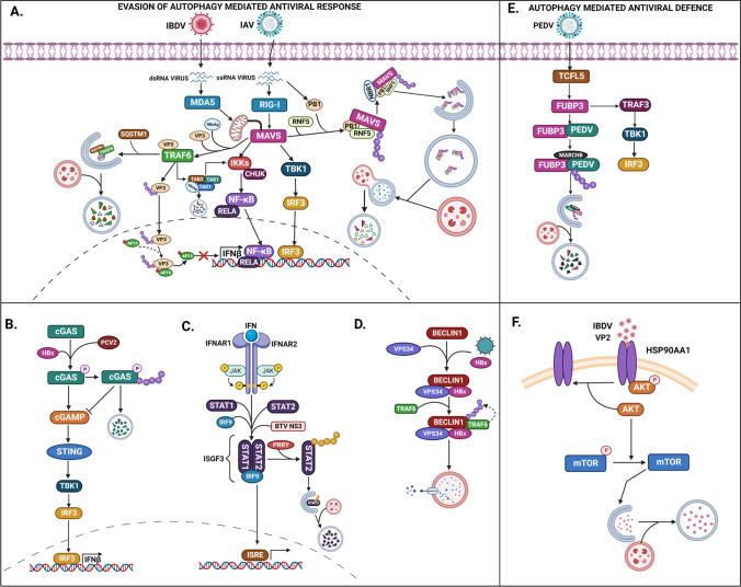 Ubiquitin-Mediated Regulation of Autophagy During Viral Infection.