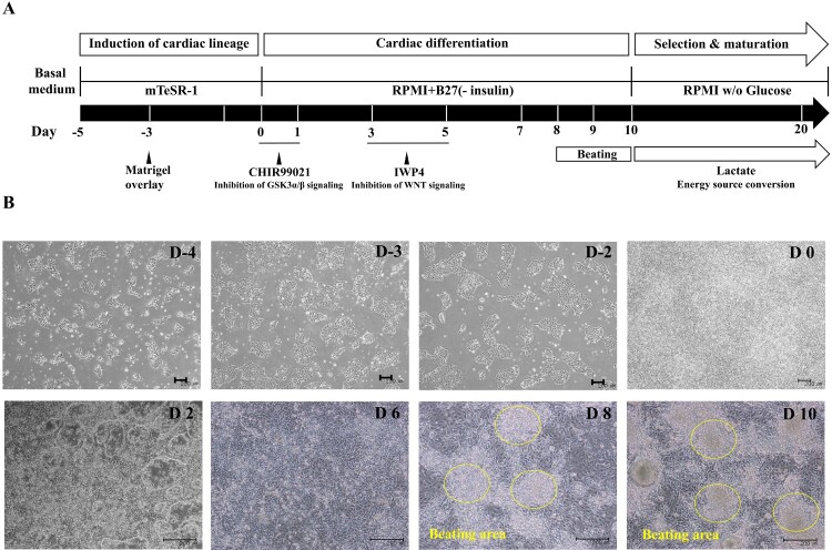 Effective derivation of ventricular cardiomyocytes from hPSCs using ascorbic acid-containing maturation medium.