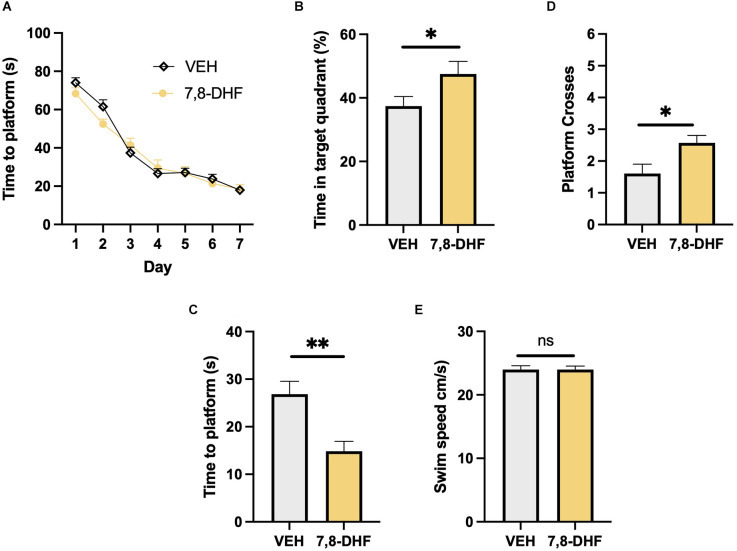 7,8-dihydroxyflavone enhances long-term spatial memory and alters brain volume in wildtype mice.