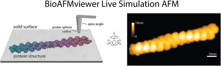 BioAFMviewer software for simulation atomic force microscopy of molecular structures and conformational dynamics