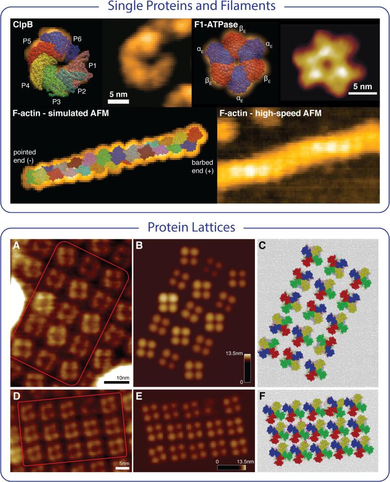 BioAFMviewer software for simulation atomic force microscopy of molecular structures and conformational dynamics