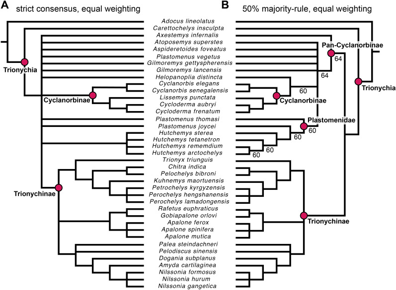 Cranial and mandibular anatomy of <i>Plastomenus thomasii</i> and a new time-tree of trionychid evolution.