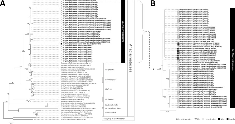 Diversity and phylogeny of the tick-borne bacterial genus Candidatus Allocryptoplasma (Anaplasmataceae).