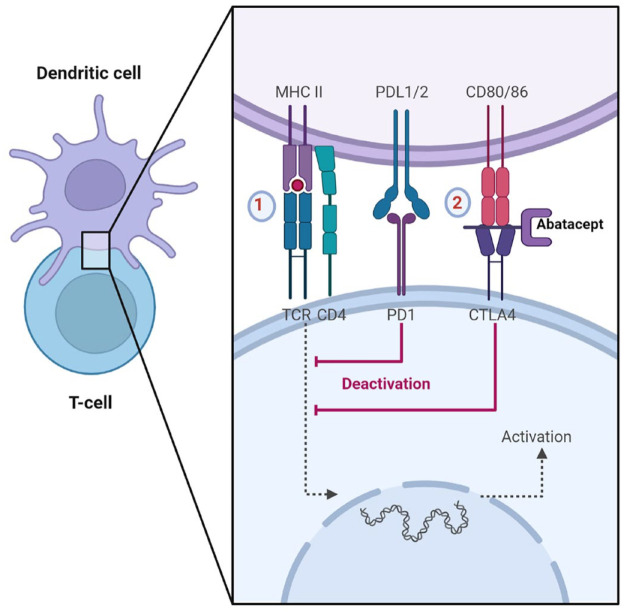 Role of abatacept in the prevention of graft-<i>versus</i>-host disease: current perspectives.