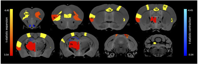 7,8-dihydroxyflavone enhances long-term spatial memory and alters brain volume in wildtype mice.