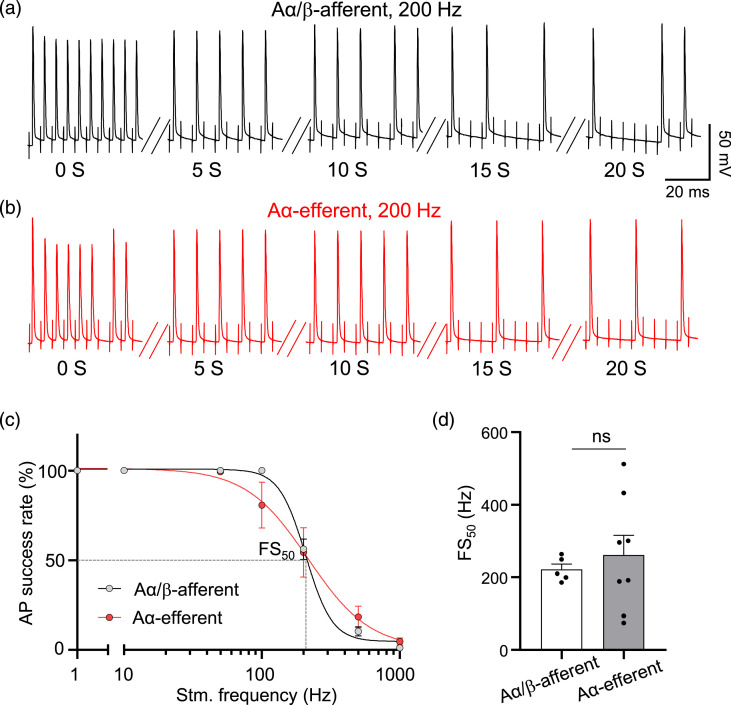 Saltatory conduction and intrinsic electrophysiological properties at the nodes of ranvier of Aα/β-afferent fibers and Aα-efferent fibers in rat sciatic nerves.