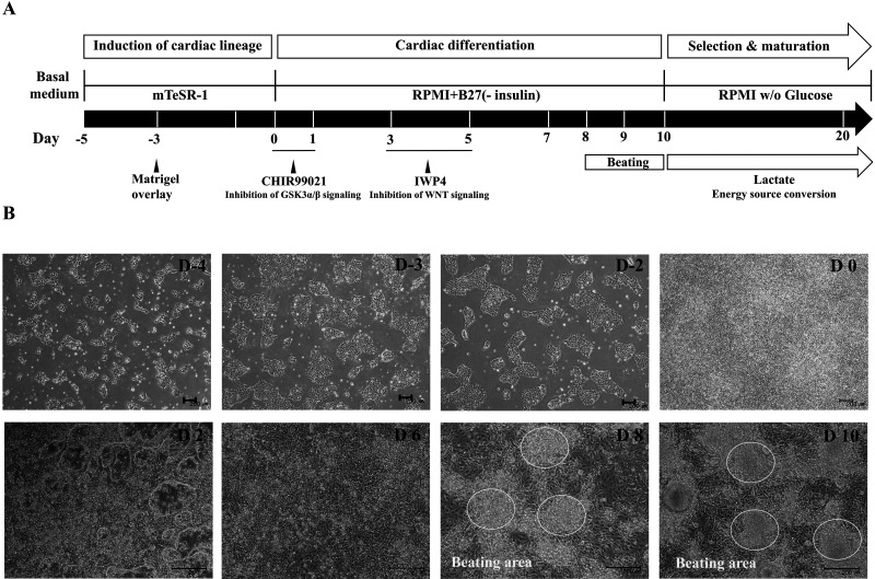 Effective derivation of ventricular cardiomyocytes from hPSCs using ascorbic acid-containing maturation medium.