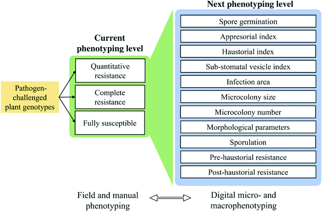 Diversifying Resistance Mechanisms in Cereal Crops Using Microphenomics.