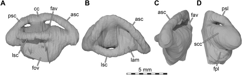 Cranial and mandibular anatomy of <i>Plastomenus thomasii</i> and a new time-tree of trionychid evolution.