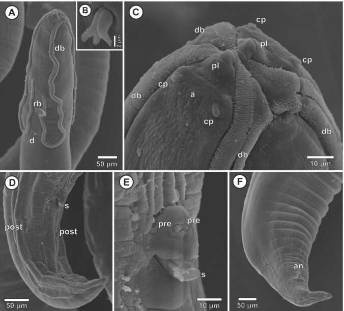 New reports of parasitism by Synhimantus (Dispharynx) nasuta (Rudolphi, 1819) (Nematoda: Acuariidae) in wild birds in Brazil.