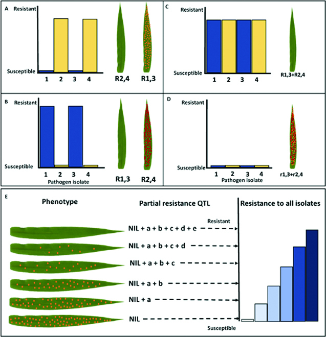 Diversifying Resistance Mechanisms in Cereal Crops Using Microphenomics.