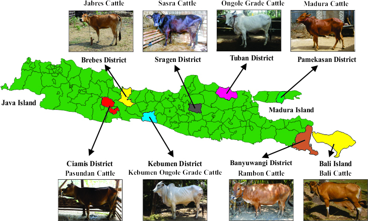 Morphometric and physical characteristics of Indonesian beef cattle.