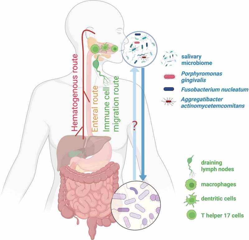 The interplay between oral microbiota, gut microbiota and systematic diseases.