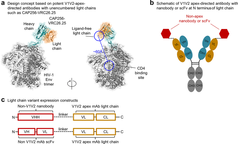 Bispecific antibody CAP256.J3LS targets V2-apex and CD4-binding sites with high breadth and potency.